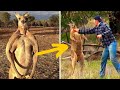 This Brave Australian Man Punches Attacking Kangaroo in the Face to Save His Dog’s Life
