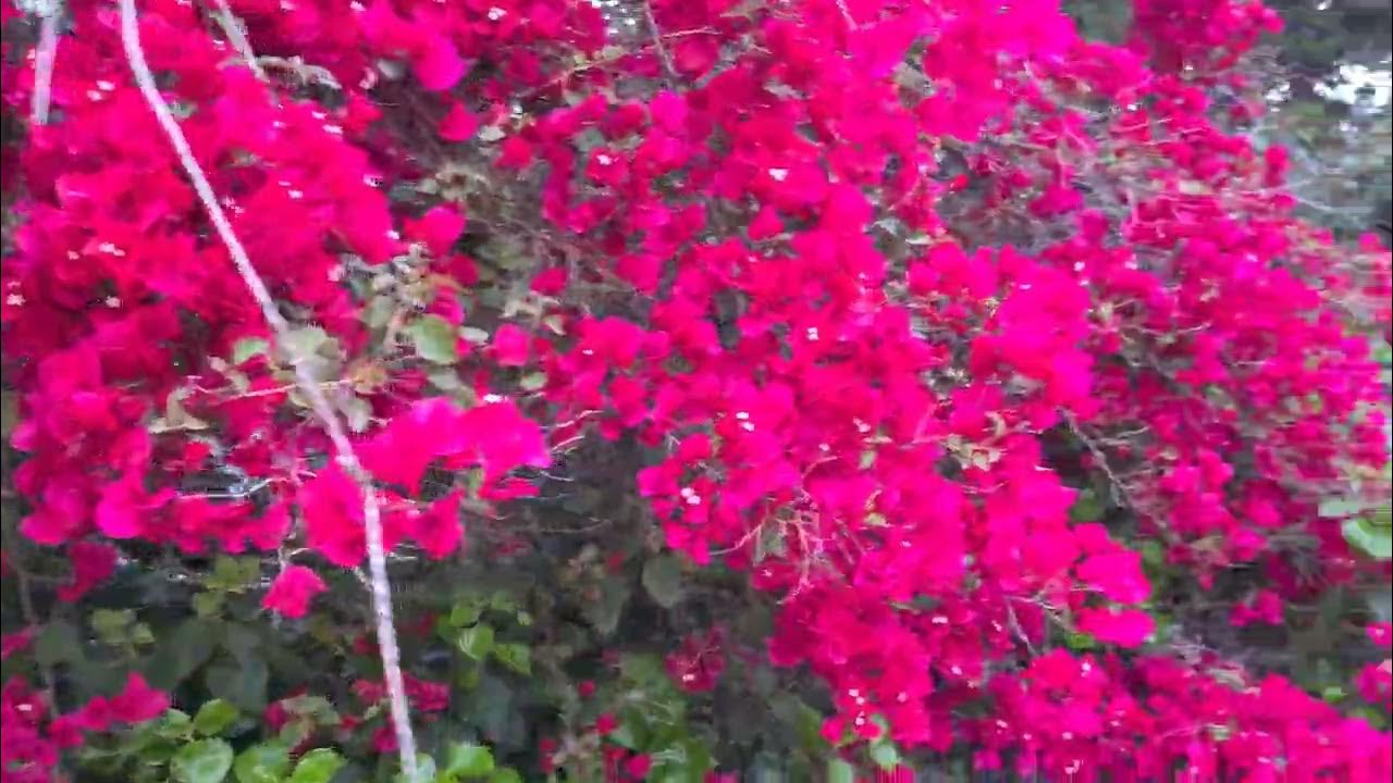 בוגנוויליה עם חפיות פרחים הצבע בורדו Bougainvillea glabra with bracts ...