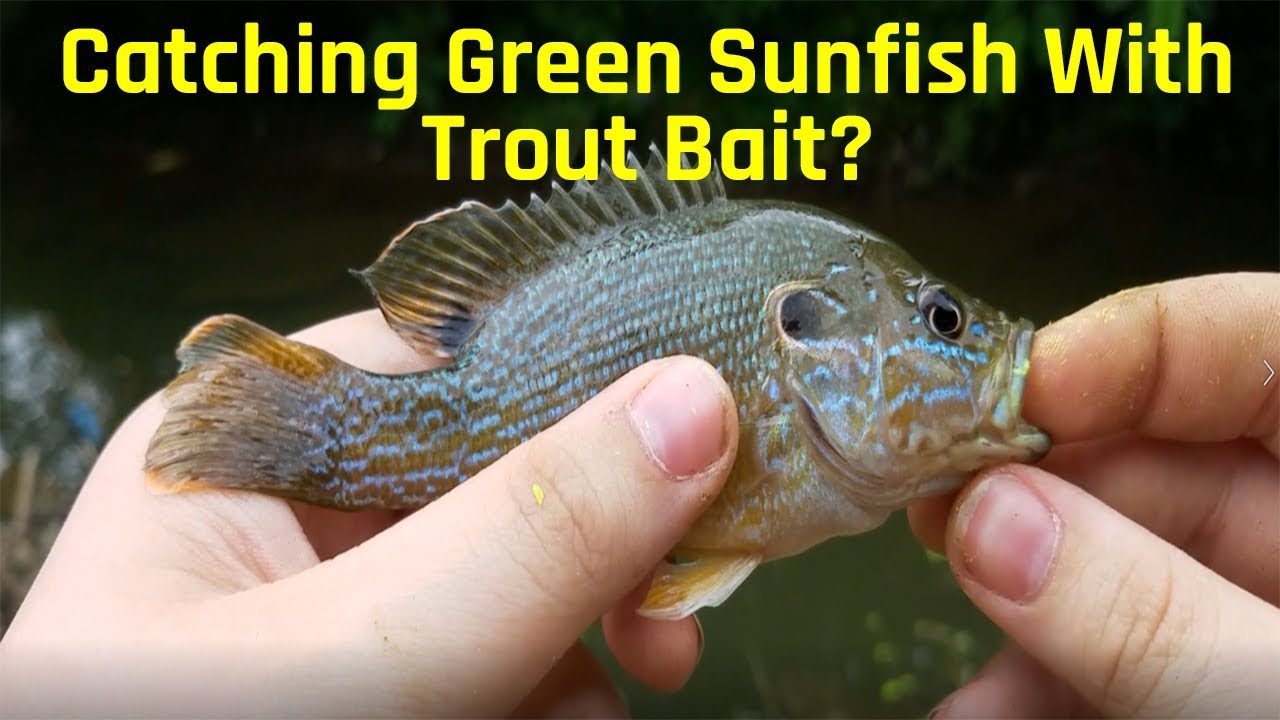 Catching Green Sunfish With Trout Bait