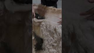 Talkative Llama Shearing