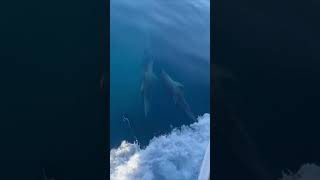 Dolphins Swim Alongside Sailing Boat