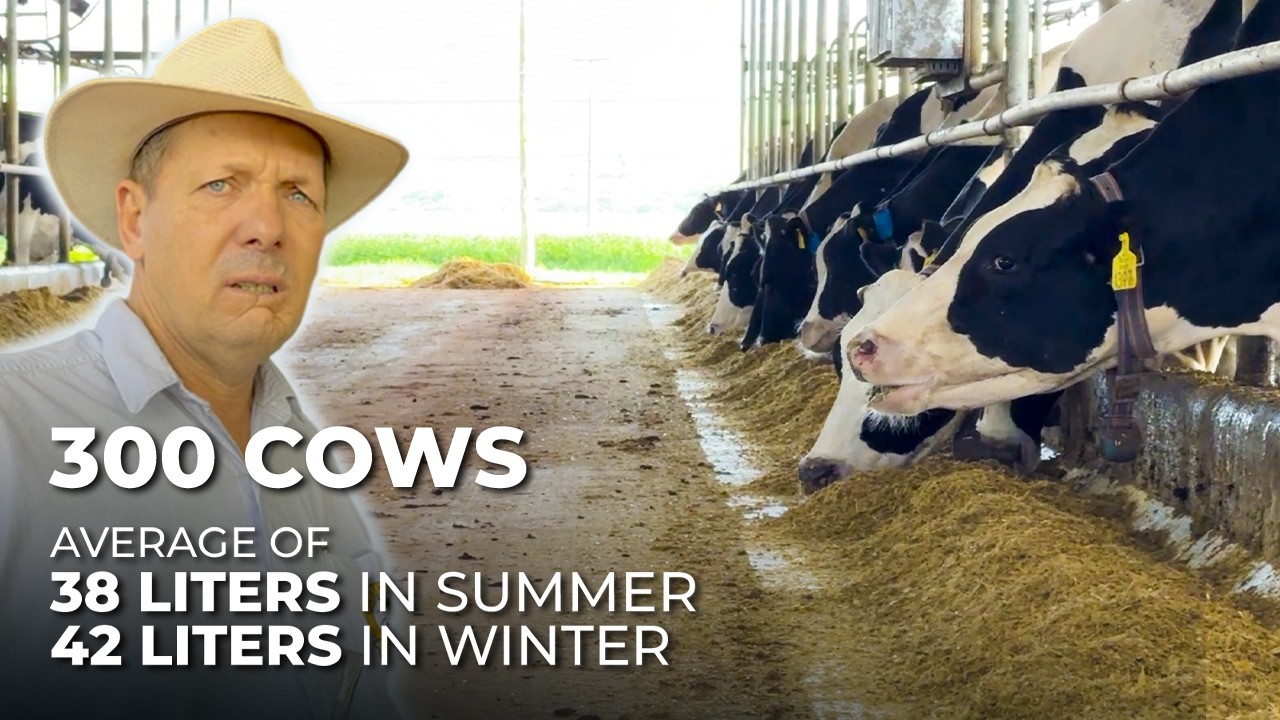 🇵🇾 DAIRY FARM IN PARAGUAY WITH AVERAGE OF 38 LITERS IN 40°C SUMMER AND 42 IN WINTER WITH 300 COWS