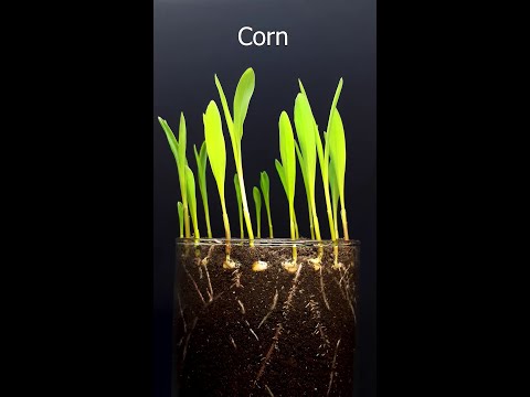 Corn growing time lapse - #greentimelapse #gtl #timelapse
