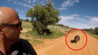 6 Hippo Encounters You Should Avoid Watching