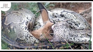 Top 15 Moments When Huge Snakes Eat Their Prey That Will Make You Cringe