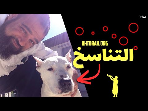 العودة للحياة في اليهودية: هل يعد الشخص للحيوانات؟