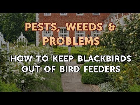 How to Keep Blackbirds Out of Bird Feeders