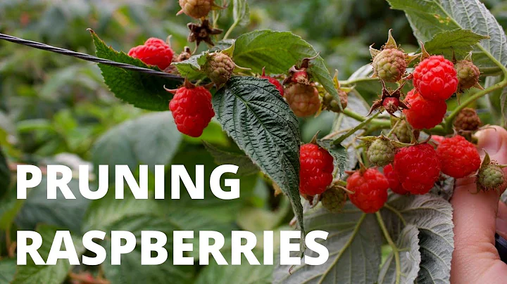 PRUNING EVERBEARING RASPBERRIES | The 2 Methods