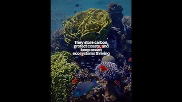 Scientists from 27 countries release the Marine Animal Forests Manifesto