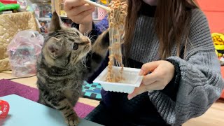 子猫に初めて納豆をあげたら大変なことになりましたw