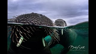 Underwater Walrus in the Arctic