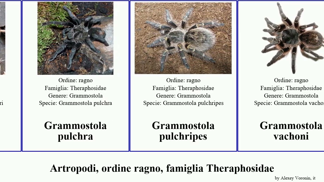 Artropodi, ordine ragno, famiglia Theraphosidae grammostola aphonopelma avicularia poecilotheria