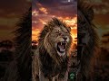 The Lion: A Complete Day In The Life #Shorts