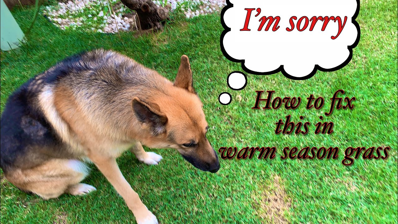 Repair Dog Urine Grass Damage with Sod Plugs, Fall Lawn Care Part 1