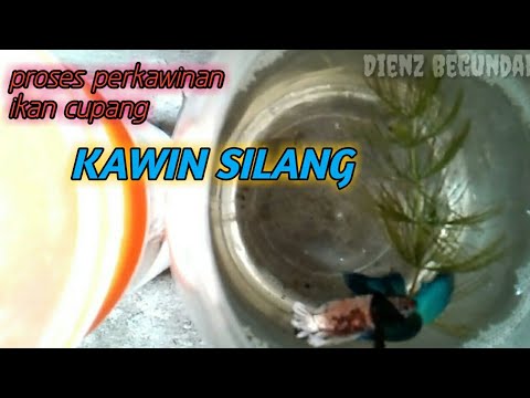 Proses Perkawinan Ikan Cupang || kawin silang - YouTube
