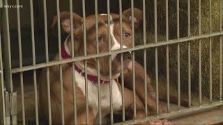 Clear the Shelters: Inside the new City of Cleveland Kennel