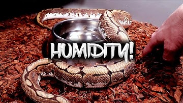 Maintaining Humidity with Coconut Husk for Ball Pythons