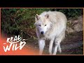 Pack life at yellowstone national park  white wolf  real wild