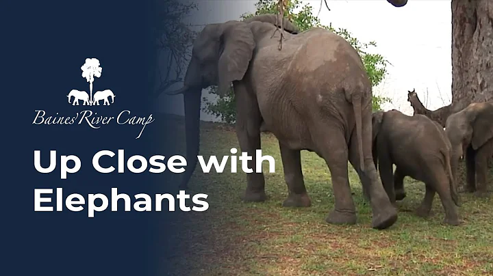 Up Close with Elephants: Experience Baines' River Camp Safari Magic