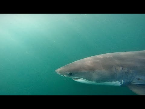 BEST GREAT WHITE SHARK EVER FILMED FROM KAYAK