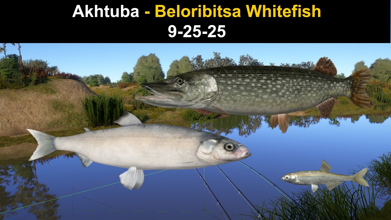 Русская рыбалка 4, Ахтуба - Белорибица Сиг 9-25-25