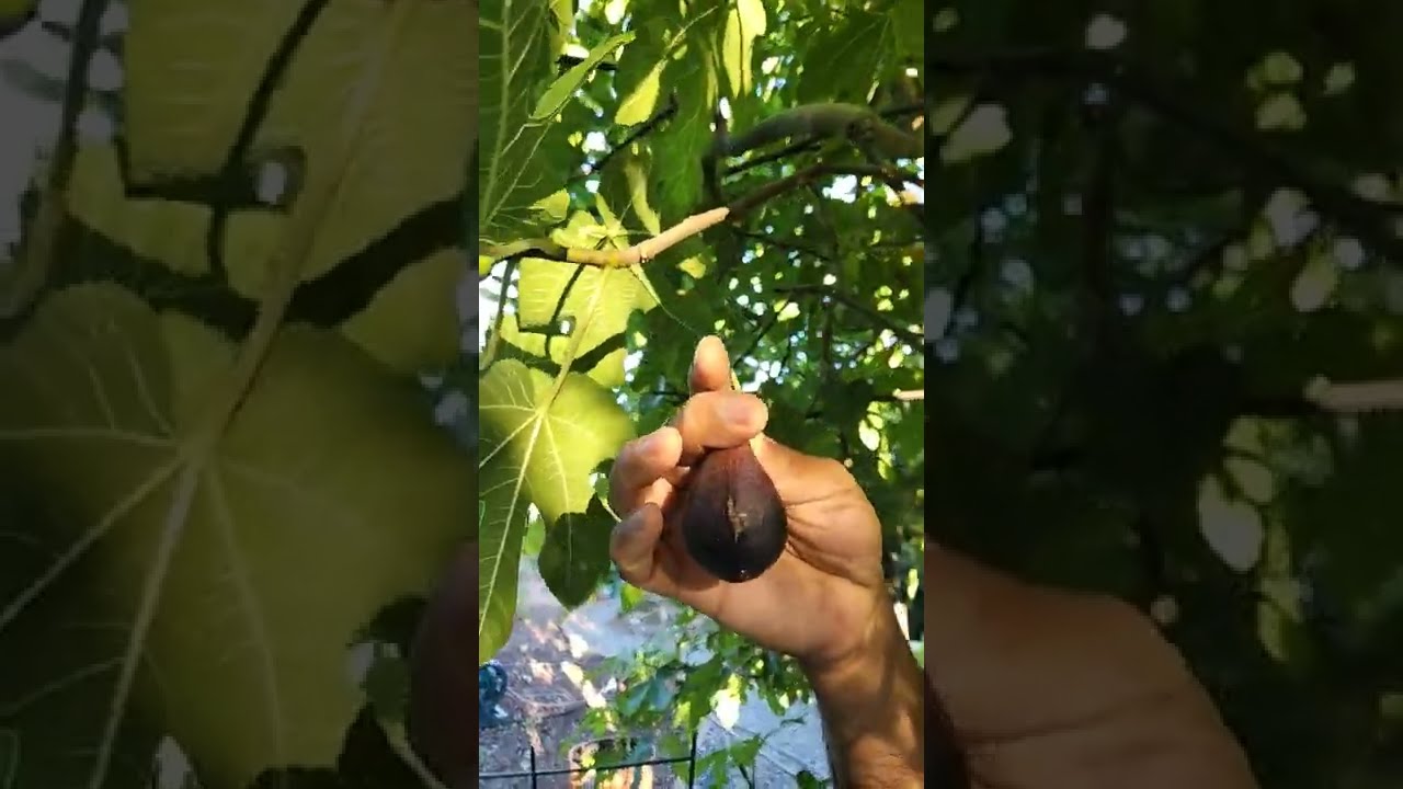 First Fig Of The Season