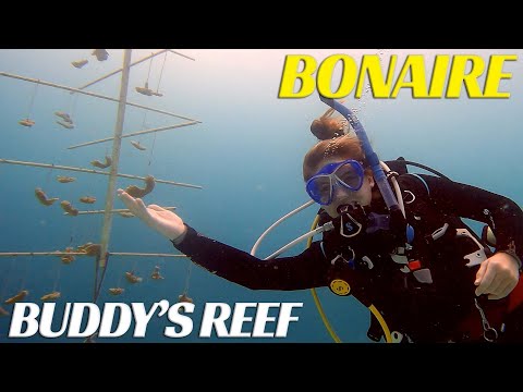 Buddy's Reef &