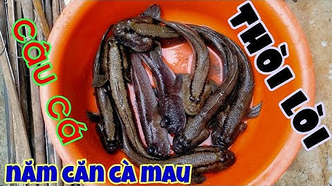 Câu cá "thòi lòi" Năm Căn Cà Mau