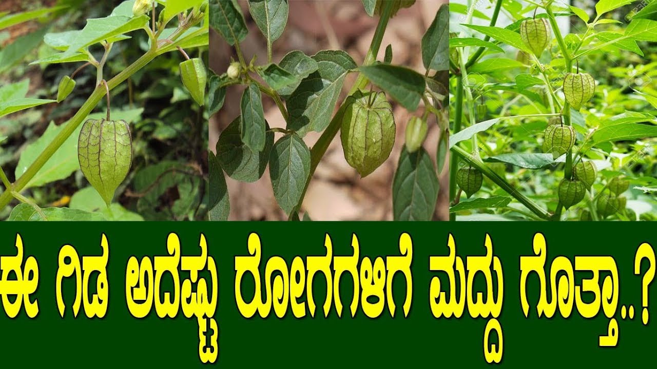 ಈ ಗಿಡ ಅದೆಷ್ಟು ರೋಗಗಳಿಗೆ ಮದ್ದು ಗೊತ್ತಾ..? Health benefits of Physalis..!