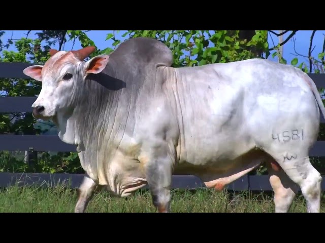 LOTE 040 - HWA 4581 - LEILÃO VIRTUAL FAZENDA NOVA GENÉTICA 2024