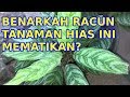 Aglonema Tanaman Hias Beracun Hoax