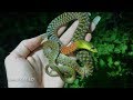 Red Necked Keelback excreting poison | Herping Thailand