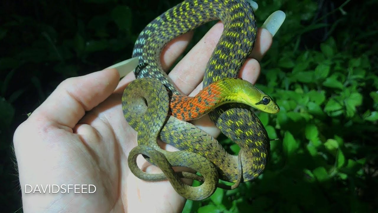 Red Necked excreting poison | Herping Thailand YouTube