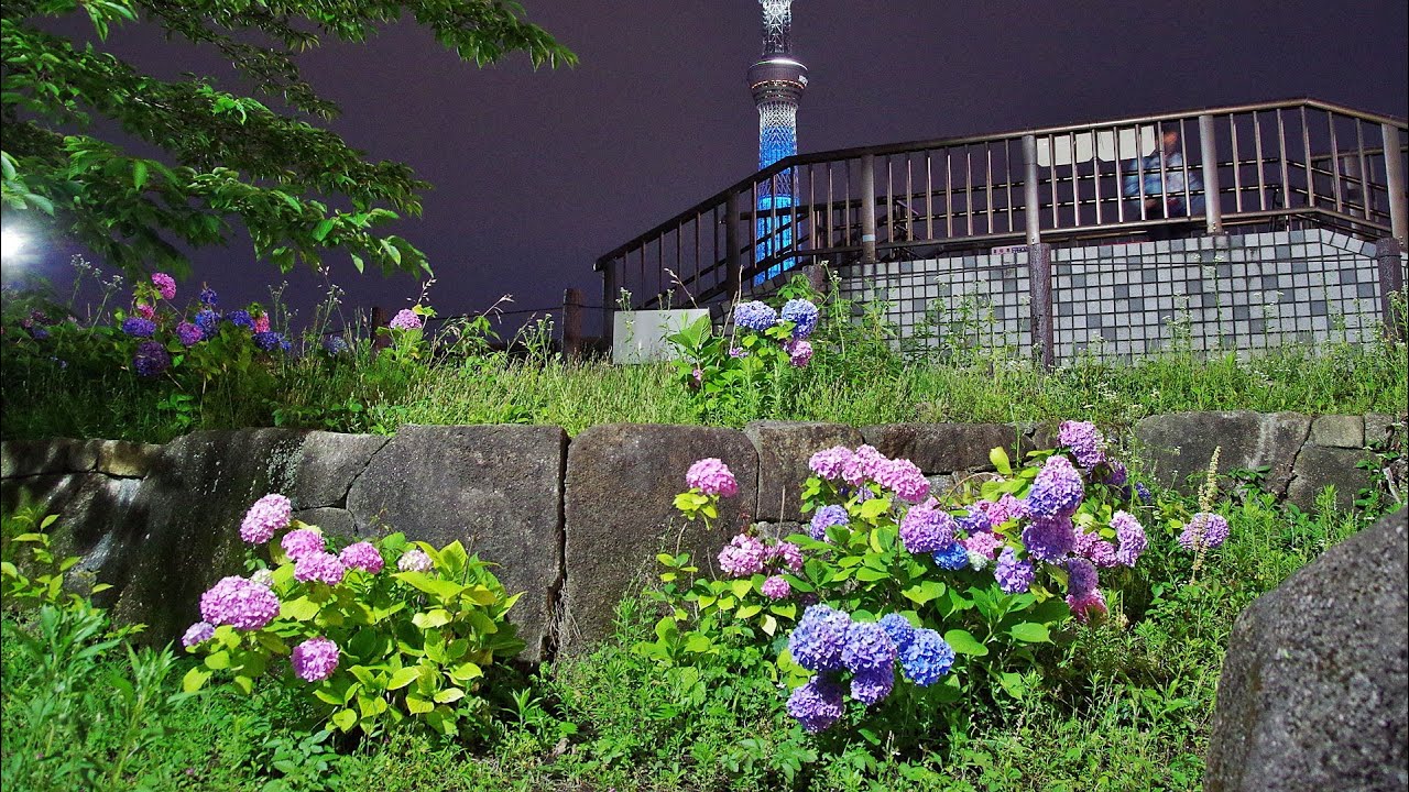 隅田公園 紫陽花 アジサイ あじさい 東京 オリンピック 聖火リレー走行中の滋賀県 ライトアップ 東京スカイツリー 21 5 28 Youtube