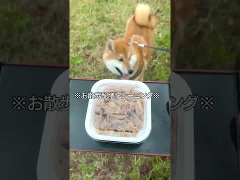 Dog Volg Owner What S 1 1 Dog Woof No Shorts