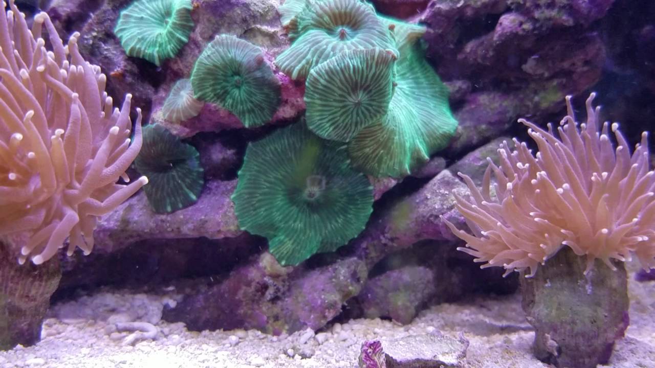 smartpak 20 GALLON REEF TANK UPDATE