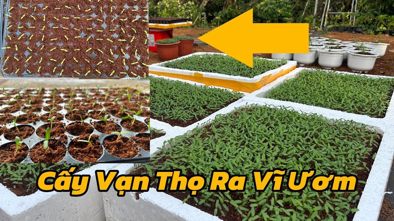 Vạn Thọ Sau 4 Ngày Gieo Hạt - Cấy Cây Ra Vĩ Ươm | Hoa Tết 2026