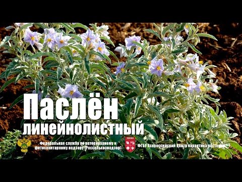 Video: Jak pěstujete Solanum Rantonnetii?