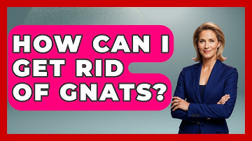 How Can I Get Rid Of Gnats? | Insects and Invaders