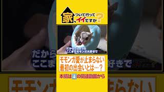 モモンガ愛が止まらない 最初の出会いとは...? #家、ついて行ってイイですか?