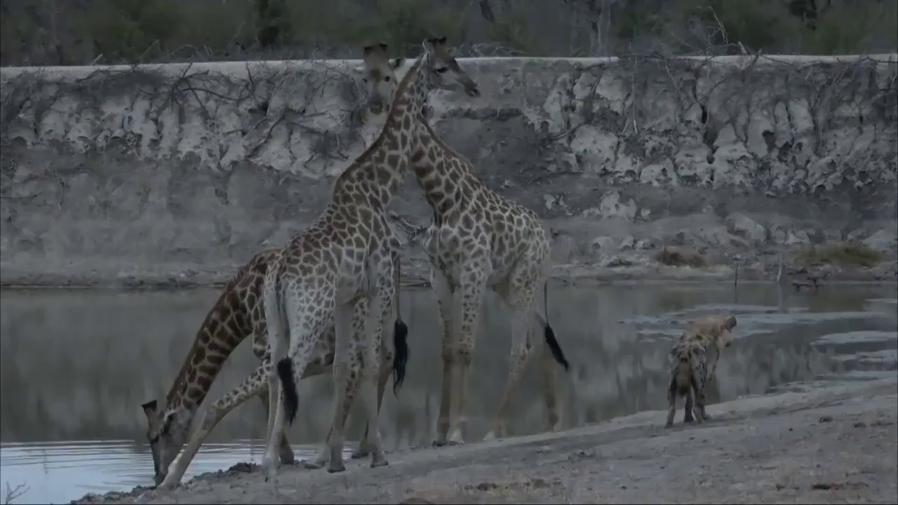 leopard print Moment of the Week: A playful hyena and his curious giraffe friends