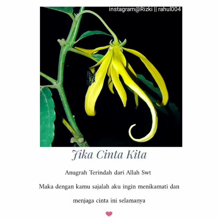 Story wa terbaru kekinian viral sholawat menyentuh hati adem