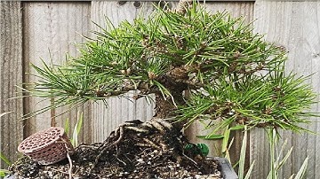 How to Make a Bonsai | Bonsai Tree from a Nursery Stock | Bonsai Tree at Home |Juniper Bonsai.