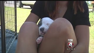 Deadly bacteria killing dogs in Florida- Tara Molina