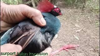 CARA TRADISIONAL SUKU DUSUN BORNEO. MENANKP AYAM HUTAN LIAR D KEBUN SAWIT