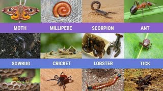 phylym Arthropod Classes:Crustaceans|Insects|Arachnids|Myriapods|O-levels(5090) Biology..