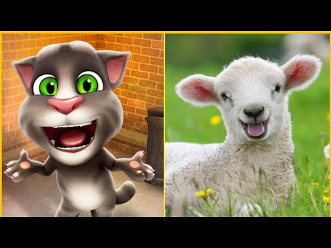 اسماء و اصوات الحيوانات مع توم Tom القط المتكلم