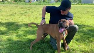 Best Dog Training Toledo, Ohio! 6 Year Old Pit/Boxer Mix Copper!