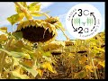 Projet 3 cultures en 2 ans   tournesol en culture drobe 2022  tarn