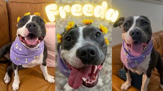 Meet Freeda the Pittie Princess 👑 💕